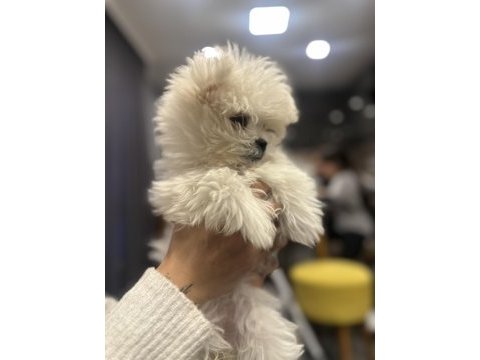 Teacup maltese