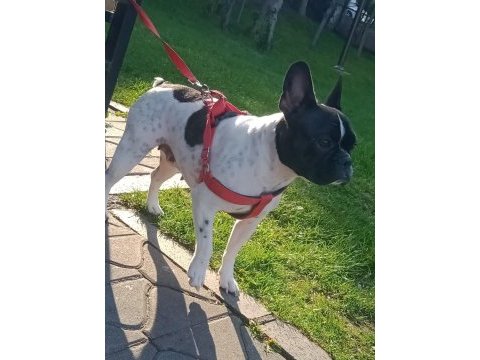 2 yaşında dişi french bulldog