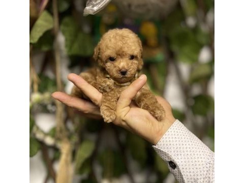 Tedi surat kore dişi oyuncak kanişler