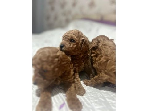 Poodle yavrular