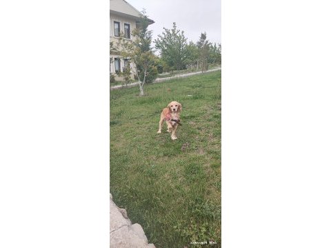 2 yaşında erkek cocker ücretsiz