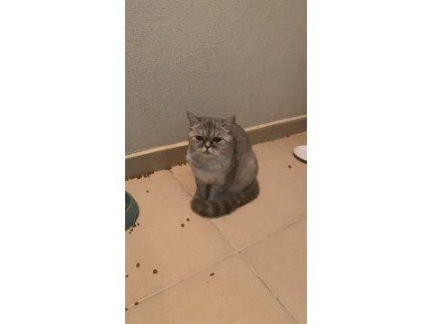Ücretsiz sahiplendirme kedimiz