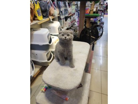 Show class scottish fold bebekler