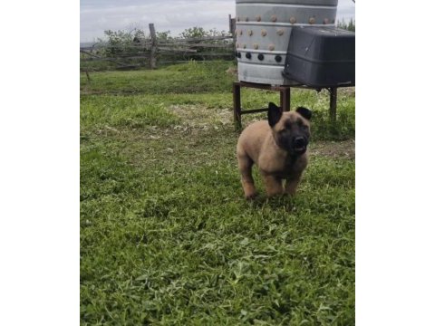Köpeklerimiz sevgi dolu yuvalarına hazır
