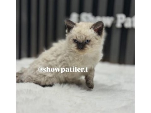 Selkirk rex kedisi kıvırcık tüylü