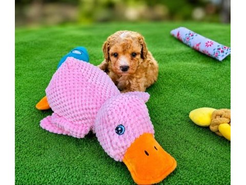 Maltipoo  yavrularımız 