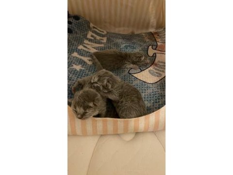 Orijinal british shorthair ve longhair