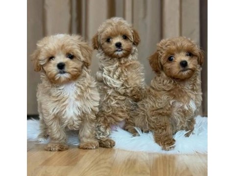Bayram şekeri maltipoo bebekler