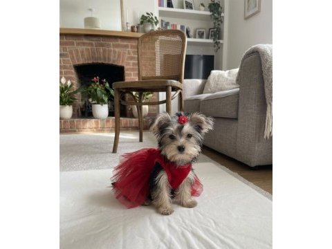 Teacup büyümeyen morkie yavrular