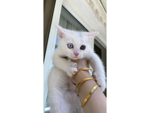Bir gözü mavi diğer gözü yeşil kedimiz