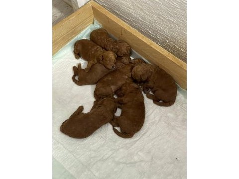 Red brown rezerve müsait poodle bebeklerimiz