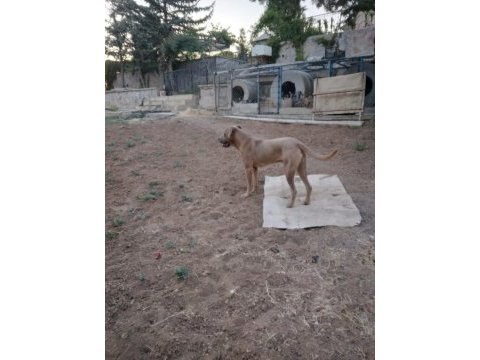O bir alan koruma uzmanı cane corso