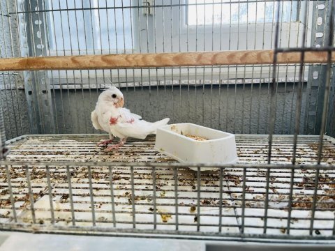 Albino sultan papağanı