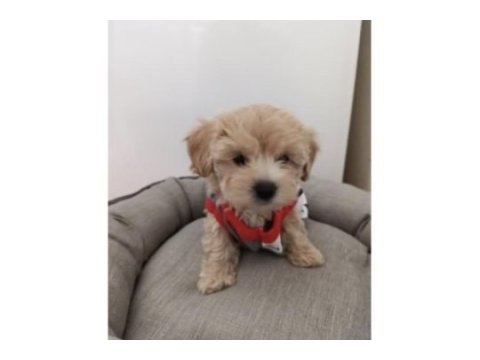 0 boy maltipoo köpeği