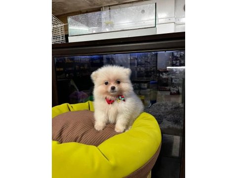 Pomeranian boo köpeği
