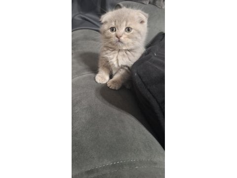 Scottish fold kedisi minnoşum