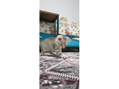 Silver british shorthair bebelerimiz hazır