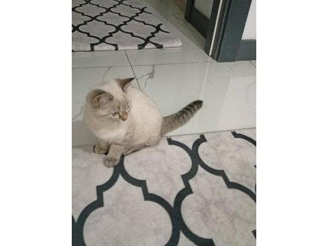3 aylık siyam kedimi sahiplendirme
