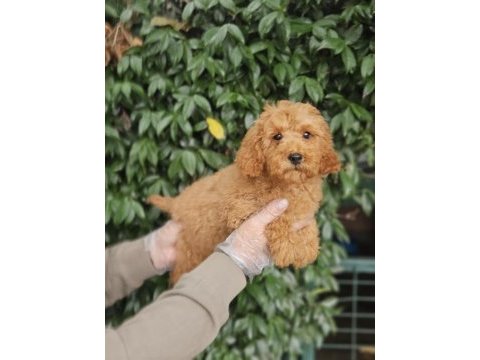 Irk ve sağlık garanti poodle yavrularımız