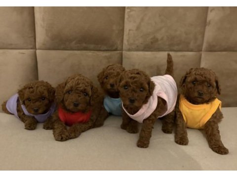 0 numara red poodle yavrularım