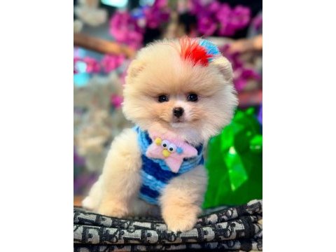 Pomeranian boo yavru