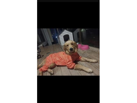 Golden retriever