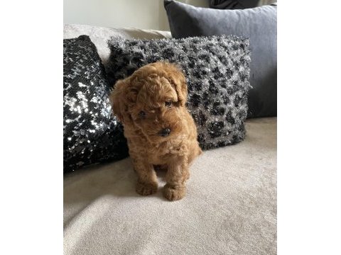 Toy poodle köpeğimizi sahiplendirme