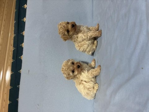 Maltipoo köpeğimiz