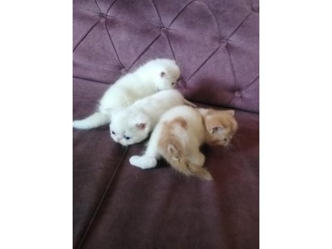 İran persian saf bebekler