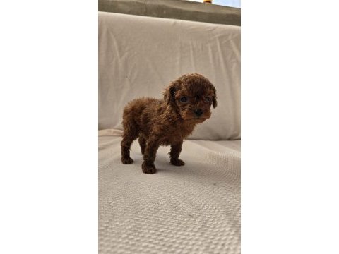 Dark brown kore poodle bebekler