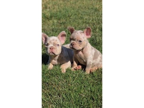 Renkli gözlü ırk garantili french bulldog yavrularım