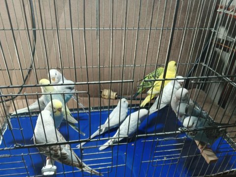 Yeni yeme inmiş bebek muhabbet kuşları