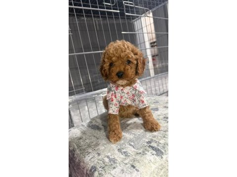 Micro kore teacup poodle