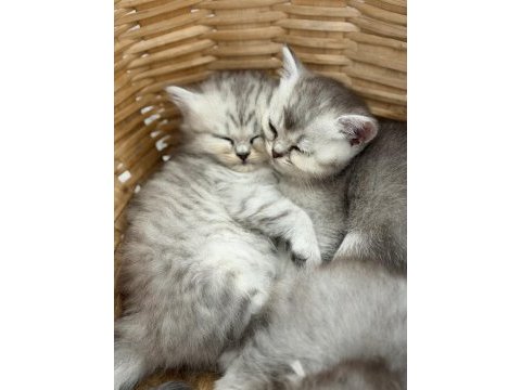 British shorthair ve longhair bebekler
