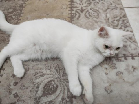 İnanılmaz huyda güzeller güzeli dişi british shorthair