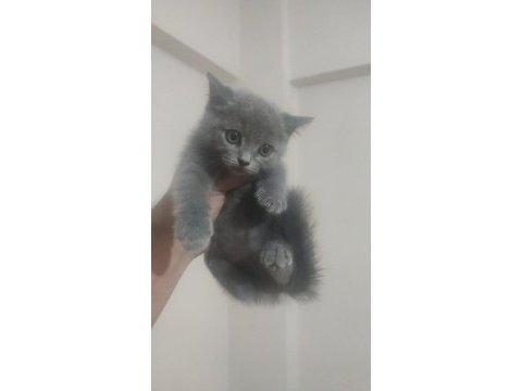 British shorthair minikler