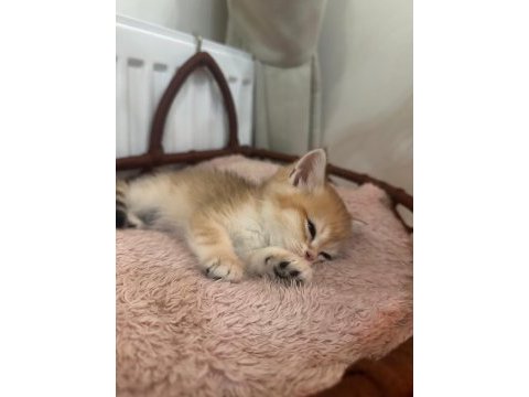 British shorthair erkek yavru kedime yuva arıyorum