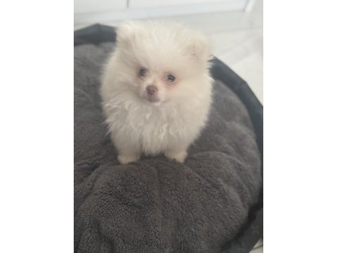 Beyaz pomeranian çocuğu