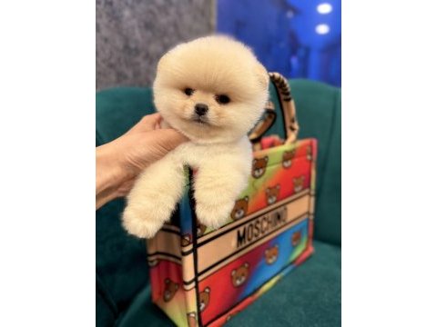 Pomeranian yavrularımız gelmiştir