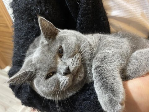 British shorthair
