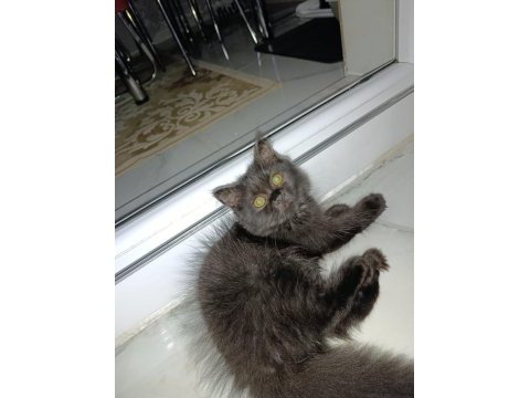 Orjinal british longhair sahiplendirilecektir