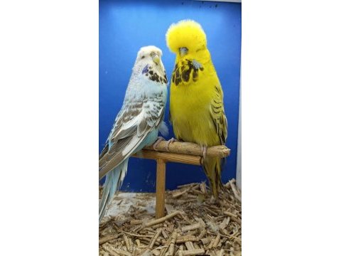 Show muhabbet kuşu gönderim vardır