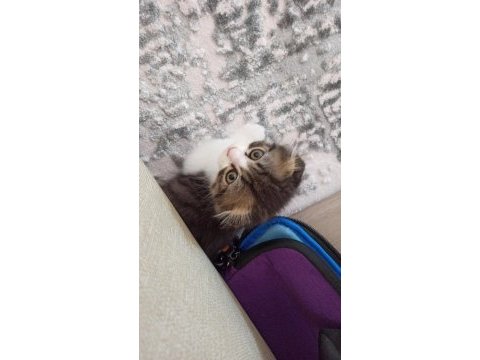 Scottish fold