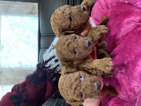 Bu sevimli poodle kaçmaz