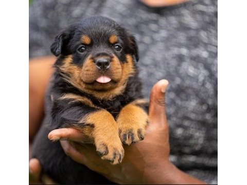 Sahibine bağlı rottweiler yavrular