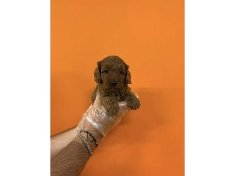 Maltipoo ırk sağlık garantili yavrularımız