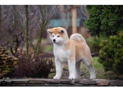 Japon akita yavruları sağlık ve ırk garantili 
