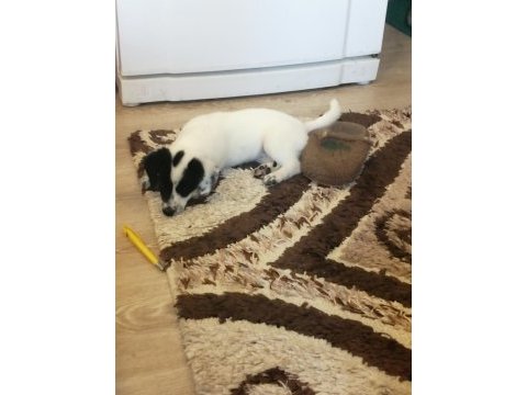 Jack russell uzun bacak