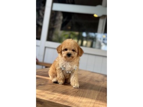 Orjinal maltipoo