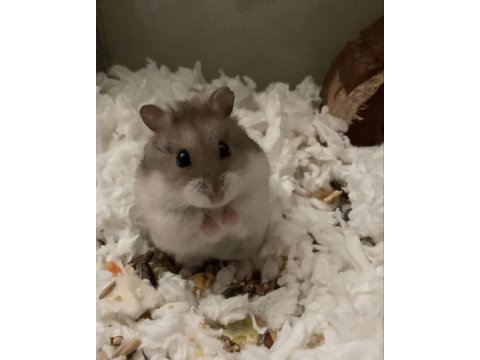 Hamster gonzales yavrularımız heryere gönderim var